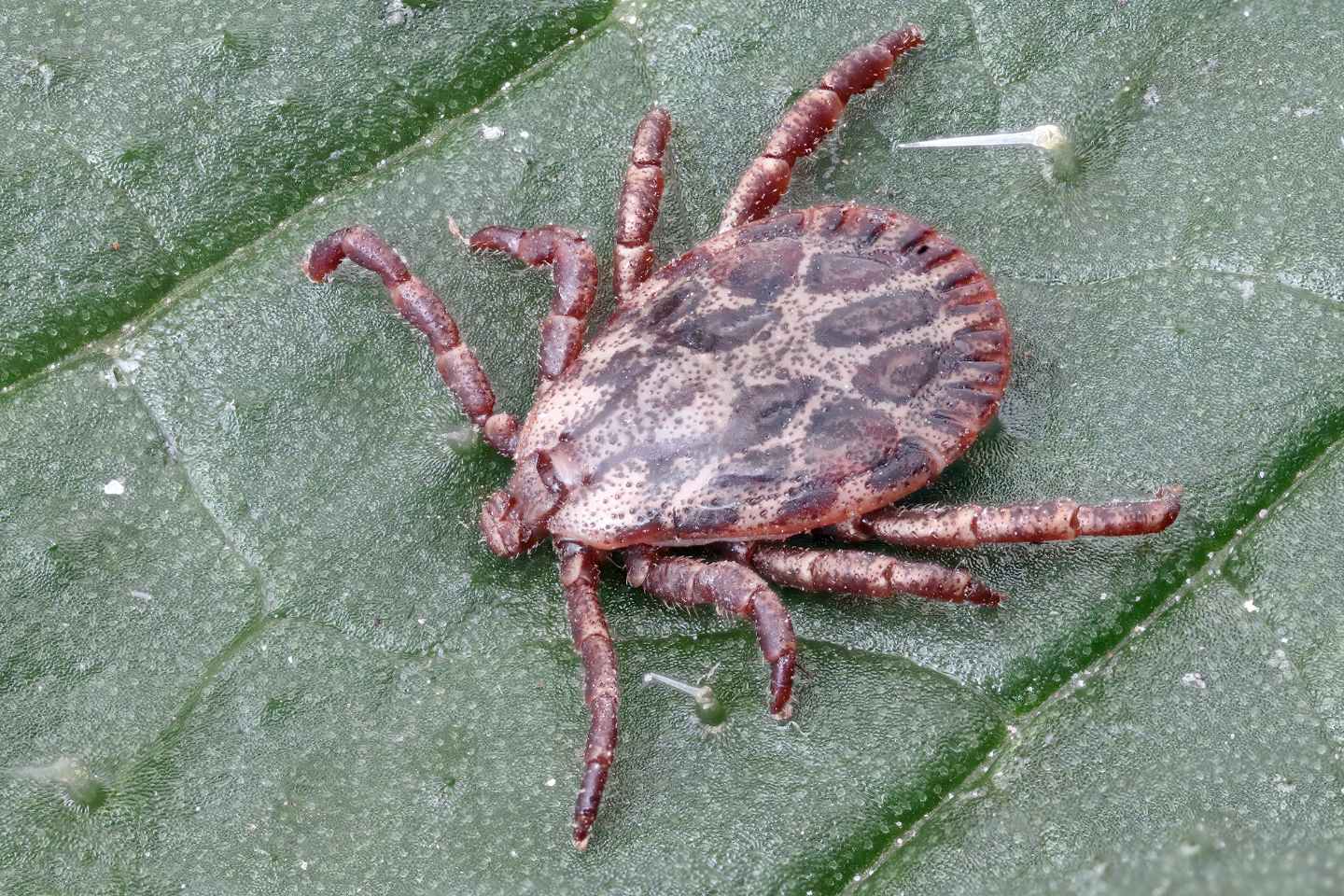 Dermacentor marginatus, maschio e femmina